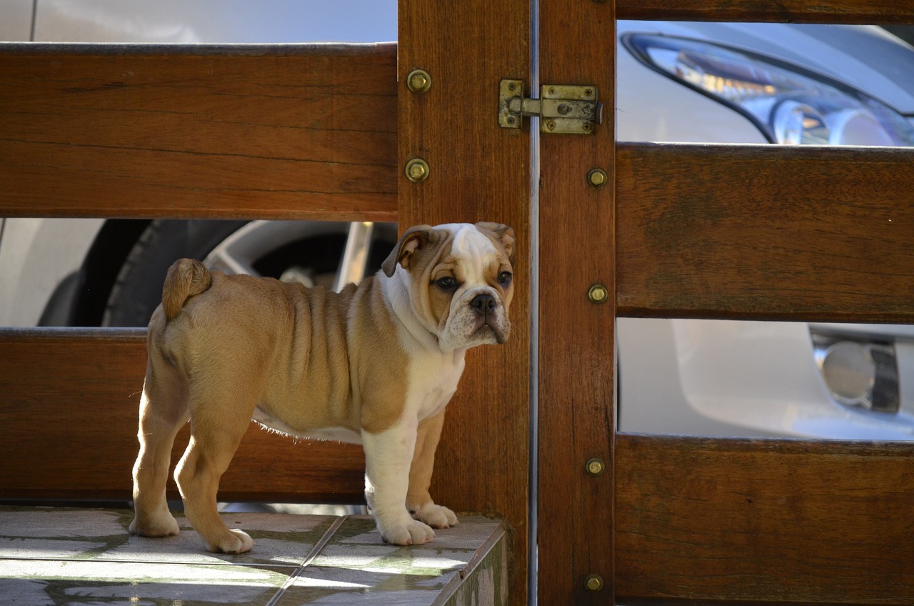 元气萌犬屋破解版最新