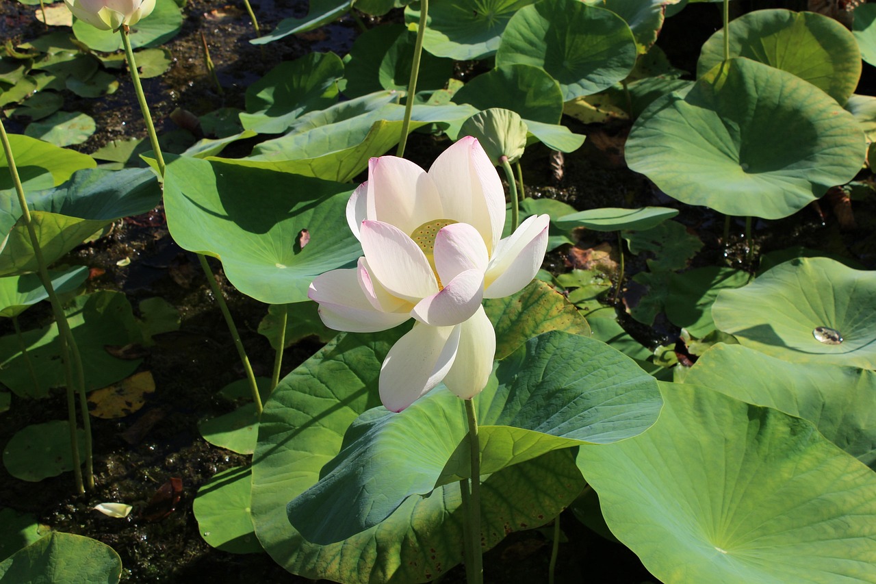 探索五百首水仙花经典老歌的魅力与影响